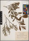 Foto von Salix cinerea L. x Salix repens L.